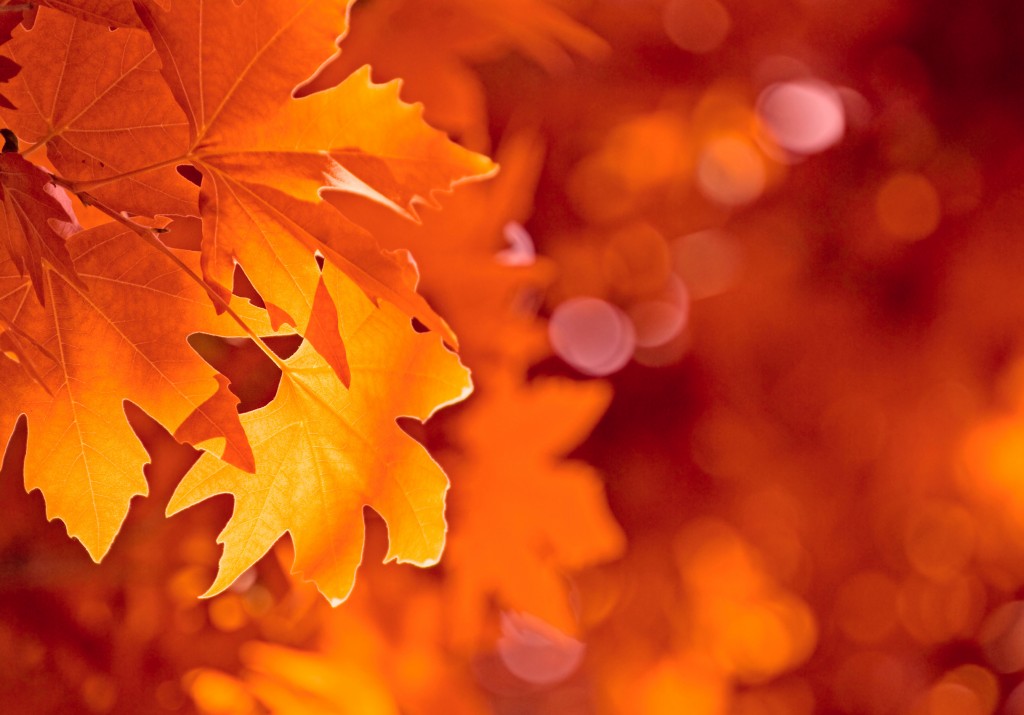 fall-main